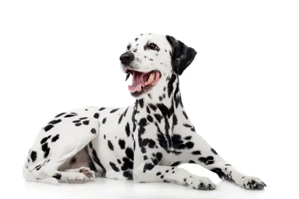 Un adorable dalmatien chien, au pelage tacheté de noir, est allongé sur un fond blanc, la gueule ouverte et le regard vif.