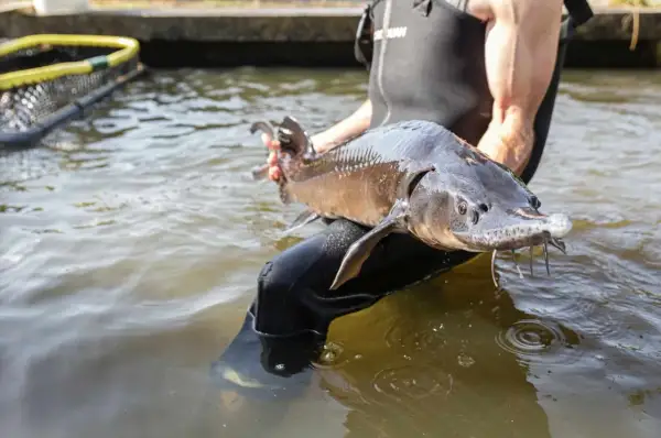 Un homme en combinaison tient un esturgeon sibérien hors de l'eau.
