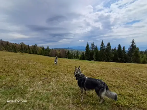 Dwa psy na polanie na Turbaczu, cieszą się pięknym widokiem gór i chmur.