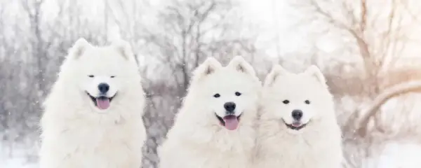 Trzy uśmiechnięte samoyedy w śnieżny dzień. Zastanawiasz się, samoyed ile żyje? Zwykle 12-14 lat.