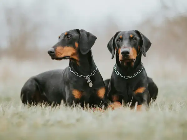 Deux dobermans clairs, aux robes noires et feu, se prélassent dans l'herbe, leurs chaînes argentées brillant doucement.