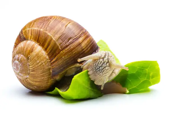 Una lumaca con la sua conchiglia marrone si sta nutrendo di foglie verdi. Questo ci mostra cosa mangiano le lumache: vegetazione fresca.