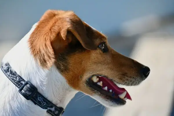 Portret Jack Russell Teriera w profilu, z otwartym pyskiem i widocznymi zębami.