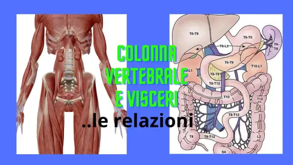 Anatomia: muscoli della colonna vertebrale e organi interni, con indicazioni sulle relazioni tra vertebre e visceri.