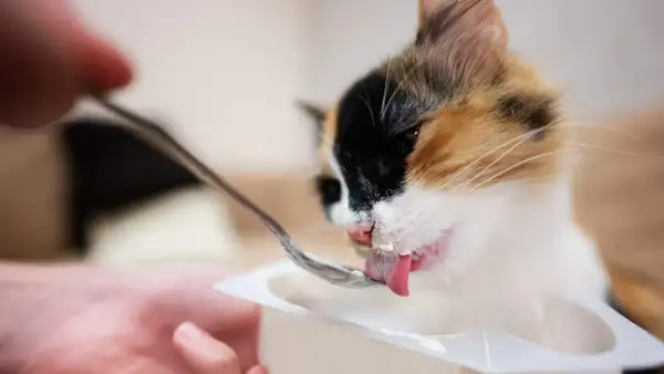 Gato tricolor saborea yogur de una cuchara, demostrando que los gatos pueden comer yogur.