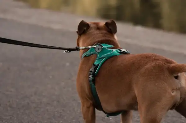 Perro marrón con un arnés turquesa y correa negra, listo para un paseo.