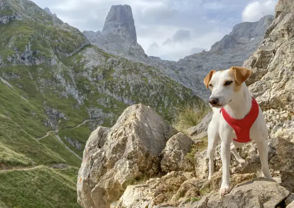 Un perro con arnés rojo posa en las rocas de los Picos de Europa, con senderos serpenteantes y picos imponentes al fondo.