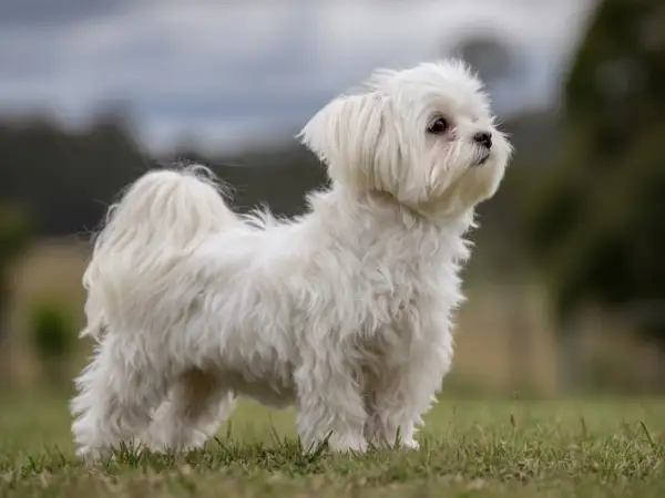 En söt malteser korthårig hund står på en gräsmatta, med en suddig bakgrund av träd och himmel.