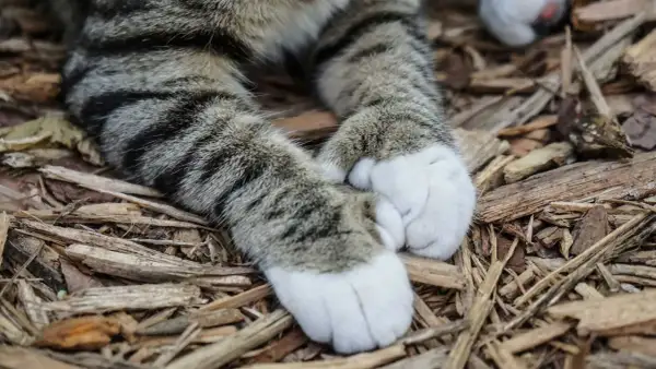 Łapki pręgowanego kota, który jest polydactyl, leżą na drewnianej ściółce.