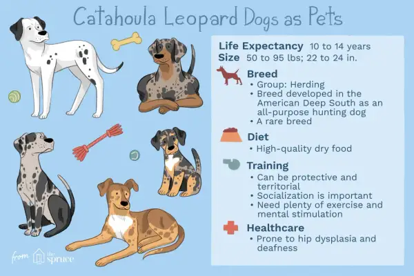 Ilustración de varios perros de raza **perro leopardo de catahoula** con información sobre su cuidado.