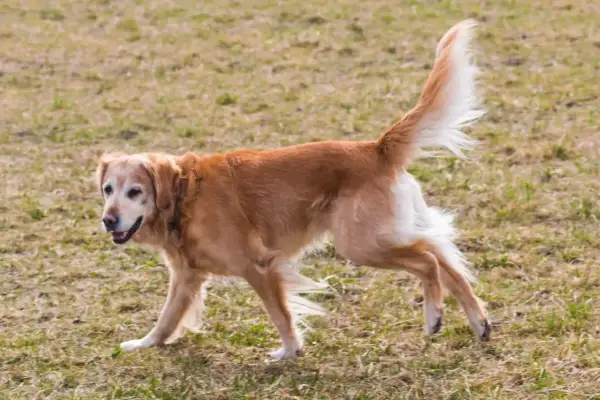 Złoty retriever z dysplazją porusza się ostrożnie po trawie, jego ogon uniesiony w górę.