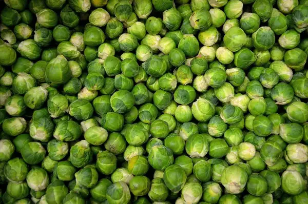 Un montón de coles de Bruselas verdes y frescas. ¡Los perros pueden comer coles de Bruselas, así que quizás tu mascota disfrute de un pequeño bocado!