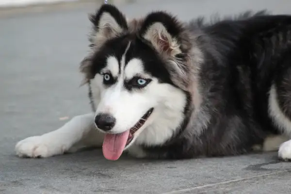 Piękny pies husky z niebieskimi oczami leży na ziemi, wystawiając język.