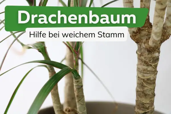 Drachenbaum mit weichem Stamm: Hilfe bei Krankheiten. Grüne Blätter und raue Stämme sind sichtbar.