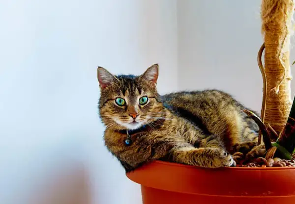 En randig katt med lysande gröna ögon vilar i en blomkruka, bredvid en klätterstolpe. En ampellilja katt som njuter av sin gröna oas.