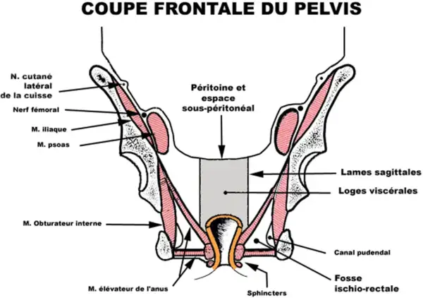 Coupe frontale du pelvis montrant les muscles, nerfs et structures anatomiques. La définition pelvienne est illustrée.