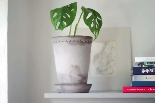 En Monstera Adansonii i en vacker kruka. Bakom syns en karta och en stapel böcker, som om de förbereder sig för en invasion av nya resor och äventyr.