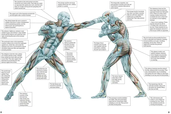 Muscles like the gluteus maximus and pectoralis major help you punch harder. The image shows how various muscles contribute to striking power.