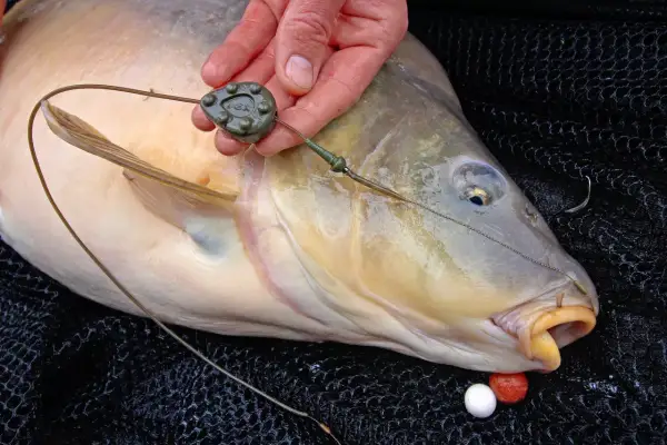 Ein Angler hält einen großen Karpfen, der gerade gefangen wurde. Die Angelmontage mit Blei und Haken ist gut sichtbar.