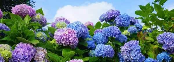 Bauernhortensie in voller Blüte, ein idealer Standort für diese farbenfrohen Sträucher.