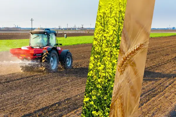 Czerwony traktor rozsypuje nawóz na polu, obok kwitnący rzepak i kłosy zboża.