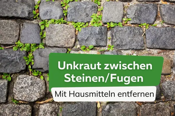 Unkraut in Pflasterfugen stört? Hier sind die besten hausmittel gegen unkraut in fugen, um Ihre Wege wieder sauber zu bekommen.