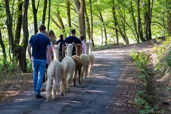 Eine Gruppe Menschen genießt eine Alpaka Wanderung in Gummersbach durch einen sonnigen Waldweg.