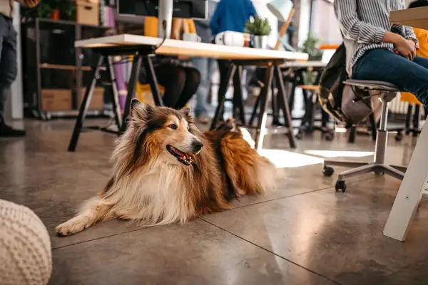 En vacker collie vilar på golvet på ett kontor där arbetsgivare som tillåter hund skapar en trivsam miljö.