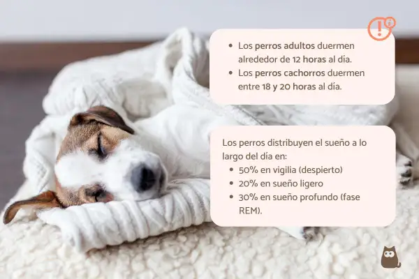 Un cachorro de 2 meses duerme entre 18 y 20 horas al día, como este adorable perrito envuelto en una manta.