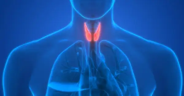 Anatomia krtani i tchawicy. Czerwony obszar może symbolizować zapalenie tchawicy.