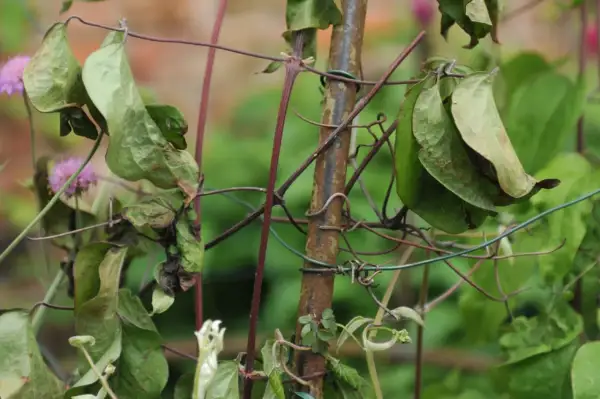 Verwelkte Blätter und braune Flecken an einer Clematis deuten auf clematis krankheiten bilder hin. Die Pflanze ist an einem Gitter befestigt.