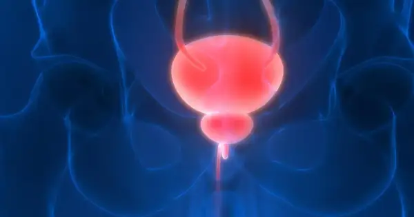 Anatomia układu moczowego, pęcherz i cewka moczowa. Wizualizacja do badania urodynamicznego.