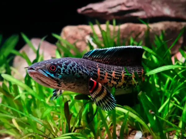 Poisson serpent d'eau douce aux couleurs vives, nageant dans des plantes aquatiques. Un test nitrate est nécessaire pour son bien-être.