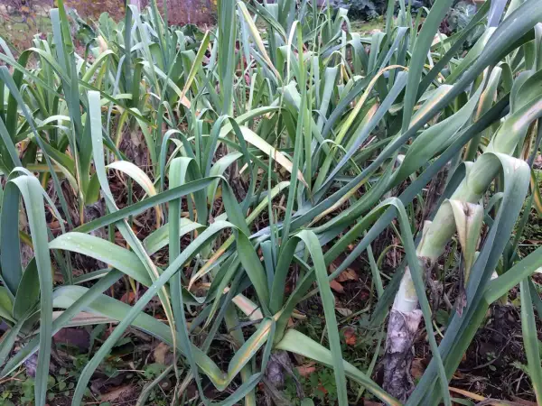 Porri maturi nel loro pieno splendore, pronti per la raccolta. La stagione dei porri è un invito a gustare sapori autentici.