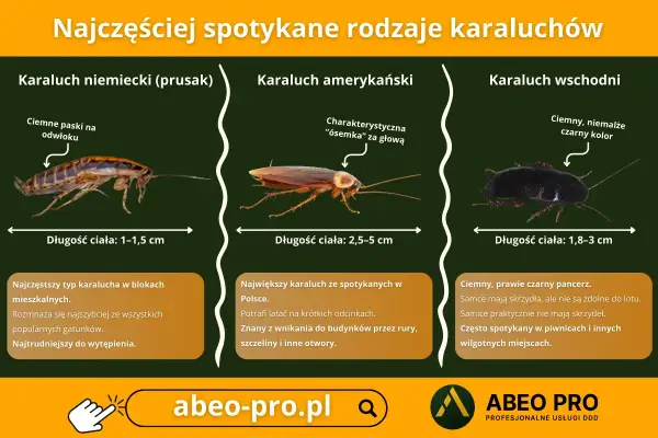 Trzy rodzaje karaluchów: prusak, amerykański i wschodni, z opisami i wymiarami.
