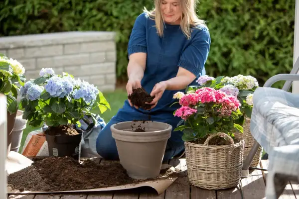 Kvinna planterar en vacker hortensia i kruka på altanen. Flera färgglada hortensior i krukor syns i bakgrunden.