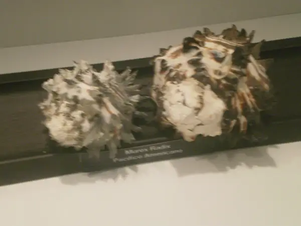Dos caracolas expuestas en el museo del mar (la guardia). Una es Murex Radix Pacifico Americano.