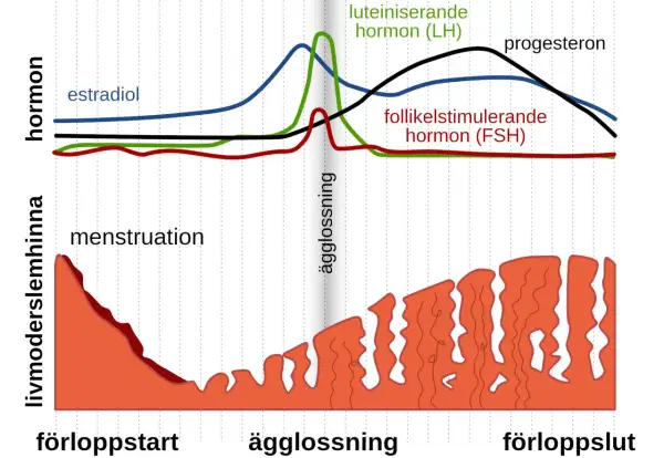 Graf över hormonnivåer och livmoderslemhinnan under menscykeln. Kan vara svårt att bli gravid trots regelbunden mens om hormonerna inte samspelar rätt.