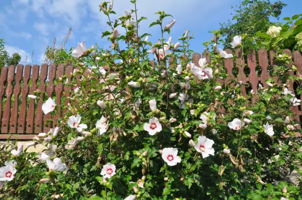 Piękny hibiskus w ogrodzie, z białymi kwiatami i czerwonymi środkami, kwitnie obficie na tle drewnianego płotu i błękitnego nieba.