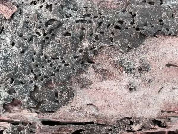 Un insecte termite ronge le bois, laissant des tunnels et des galeries. La texture du bois est criblée de trous.