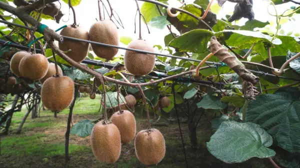 Gros fruits du kiwi pendent d'un kiwi arbre, prêts à être récoltés.