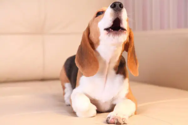 Un beagle joven, con su hocico hacia arriba, parece que mi perro llora mucho. Está en un sofá beige.