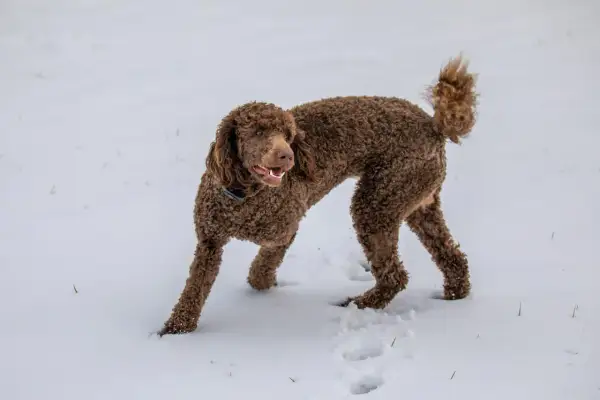 Un caniche marrón, con su pelaje rizado, explora la nieve fresca, dejando huellas en su camino.