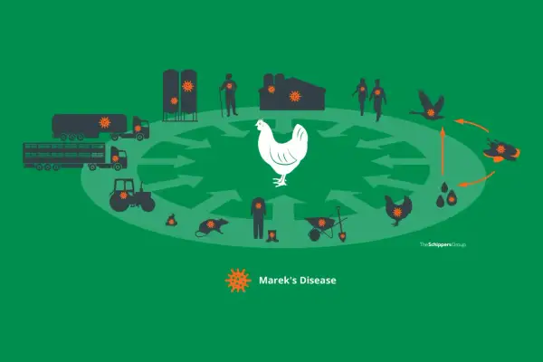 Schema zur Übertragung von Marek's Disease: Viren verbreiten sich über Fahrzeuge, Menschen, Tiere und die Umwelt. Eine Behandlung ist entscheidend.