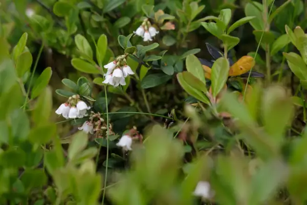 Piccoli fiori bianchi a campanella del mirtillo, delicati e nascosti tra le foglie verdi.