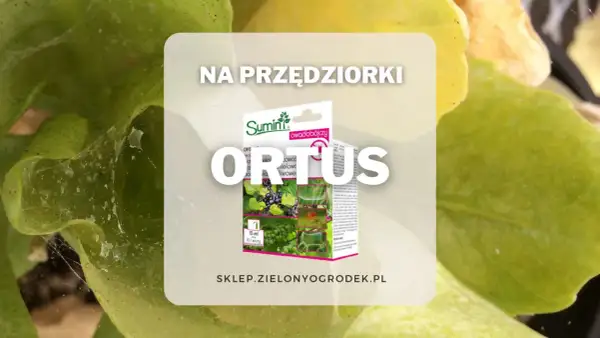 Zwalcz przędziorki na roślinach z pomocą ORTUS. Opakowanie środka ochrony roślin na tle liści.