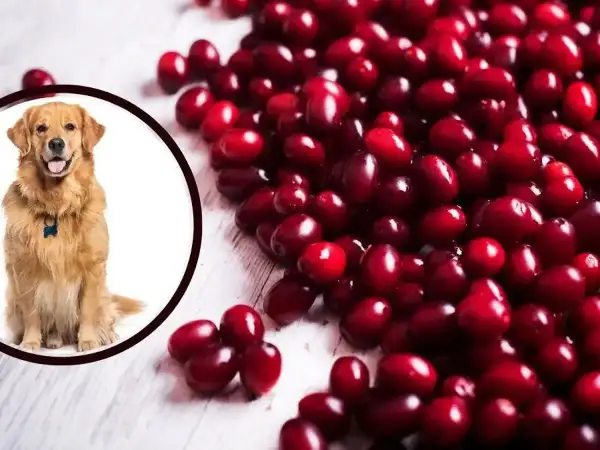 Uśmiechnięty golden retriever obok garści czerwonych owoców. Czy żurawina dla psa to dobry pomysł?