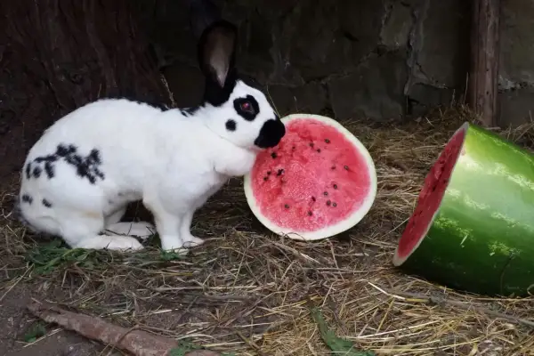 Ein weiß-schwarzer deutscher Riese nascht genüsslich von einer saftigen Wassermelone.