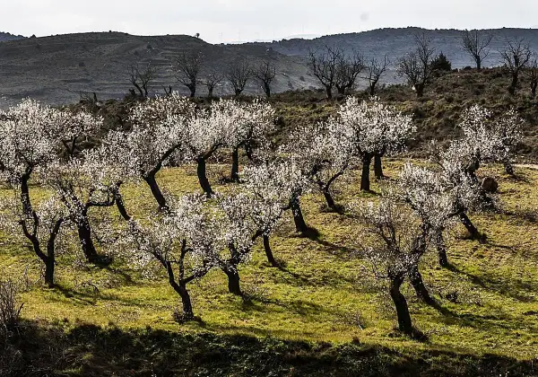 Un mirador de los almendros en flor, con árboles blancos cubriendo una ladera verde. Al fondo, colinas oscuras y molinos de viento.