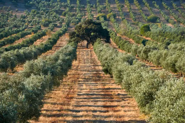 Cuándo plantar olivos: la clave para un cultivo exitoso y saludable